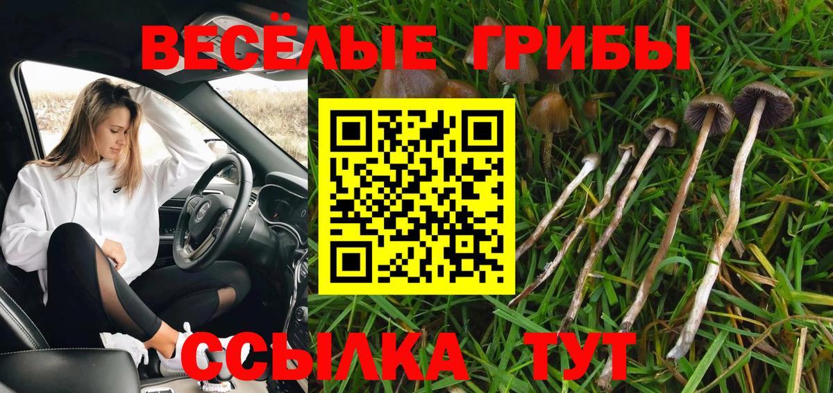 Псилоцибиновые грибы GOLDEN TEACHER Петропавловск-Камчатский